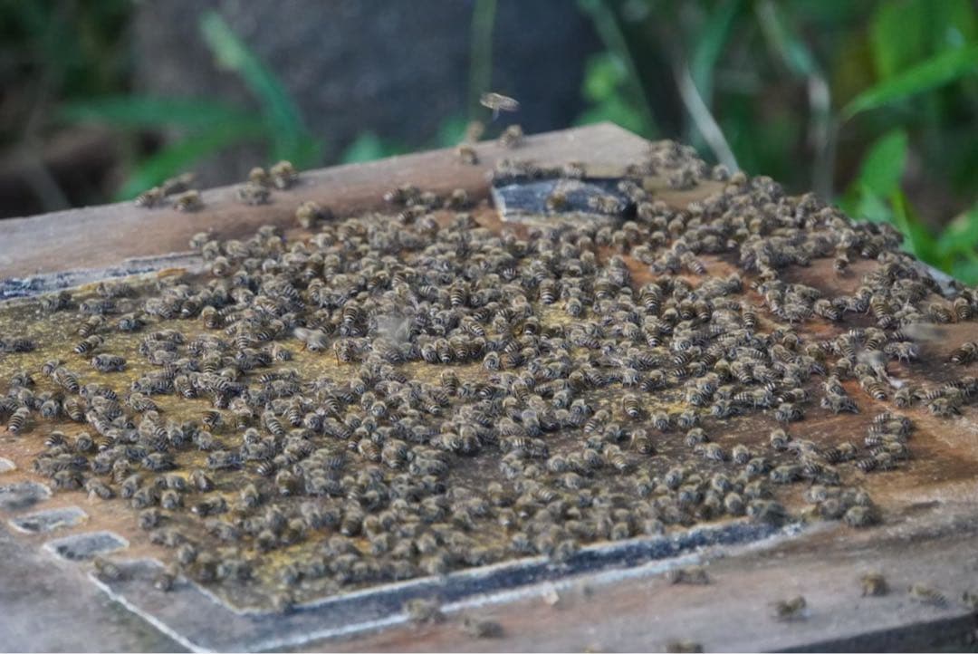 はちみつ　日本蜜蜂のハチミツ　奥山の蜂蜜　花粉入り