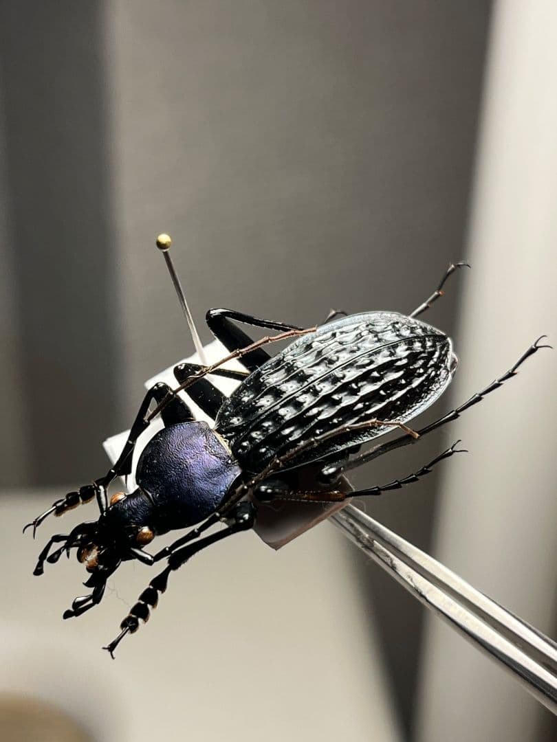 【38mm】アロウトゲオサムシ エリスカブリモドキ オサムシ標本 オサムシ