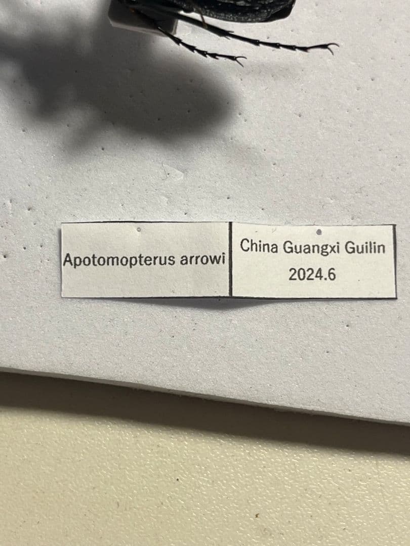 【38mm】アロウトゲオサムシ エリスカブリモドキ オサムシ標本 オサムシ