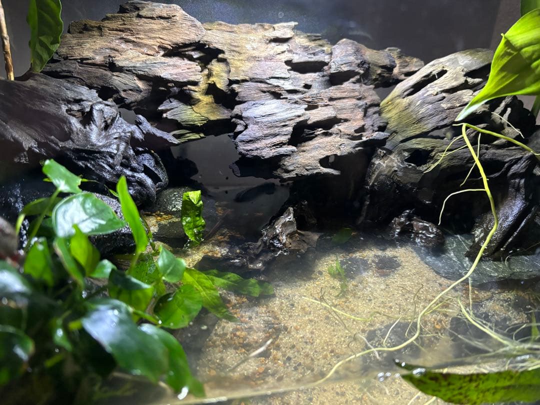 水の滴る45センチ水槽イモリウム