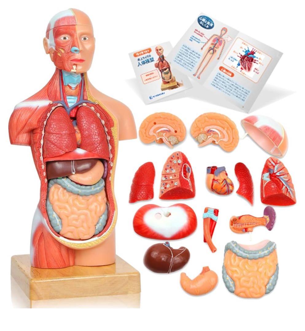KIYOMARU 24cm解剖人体模型