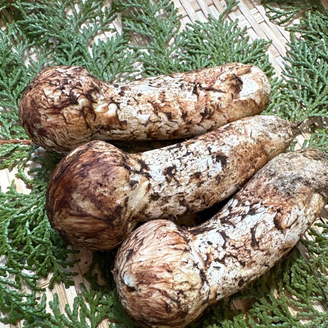 長野県南信州産‼️松茸 大小　3本セット 167g 10/28朝採れ