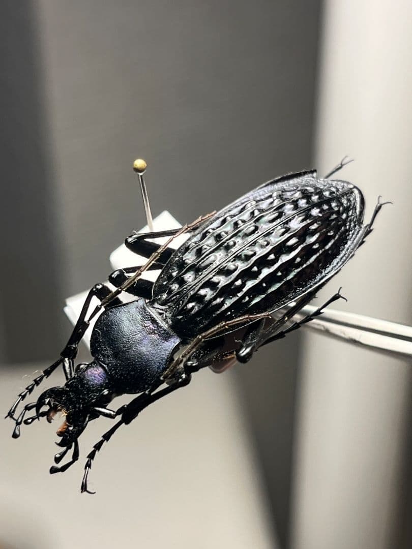 【43mm】アロウトゲオサムシ エリスカブリモドキ標本　オサムシ