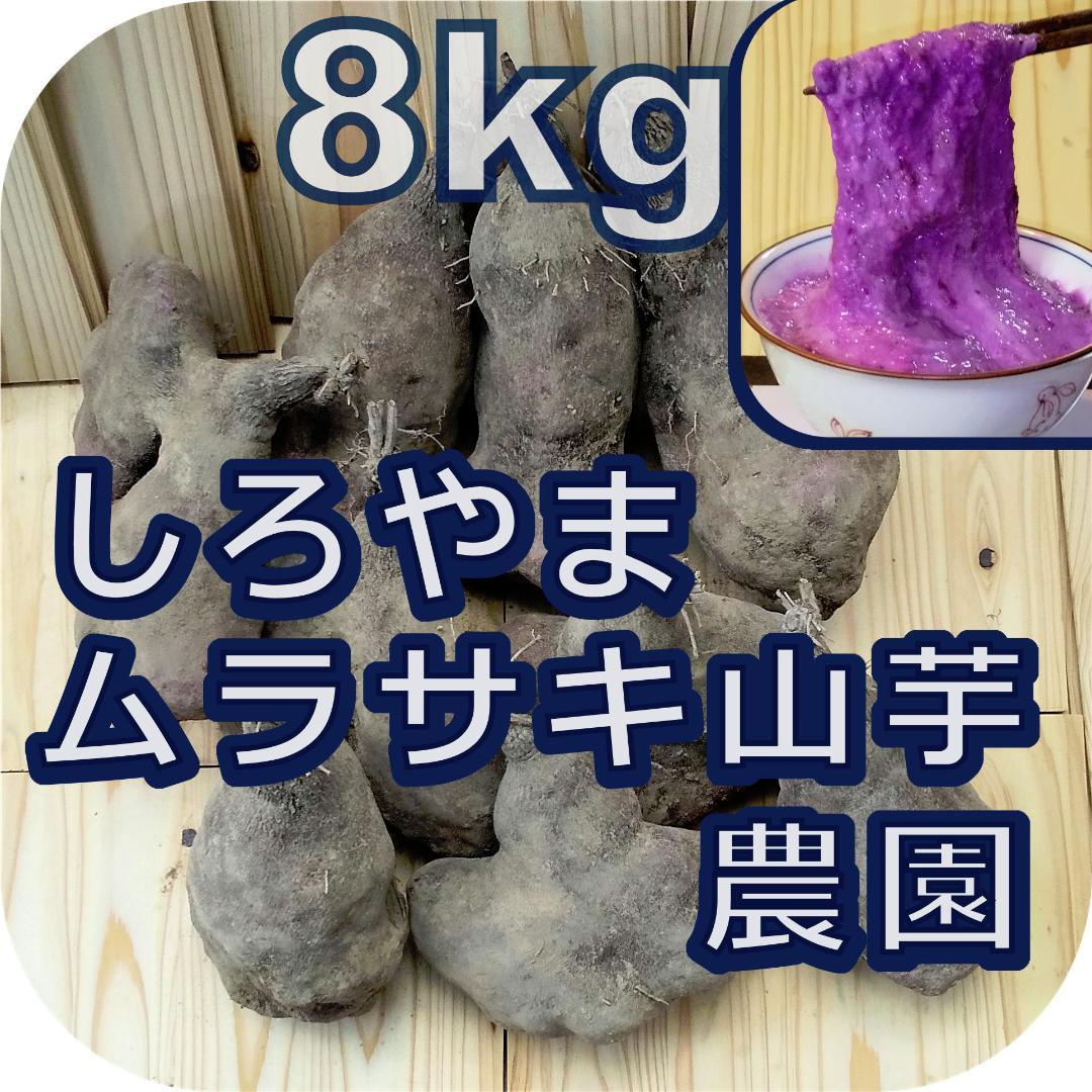 紫山芋(土付き)8kg