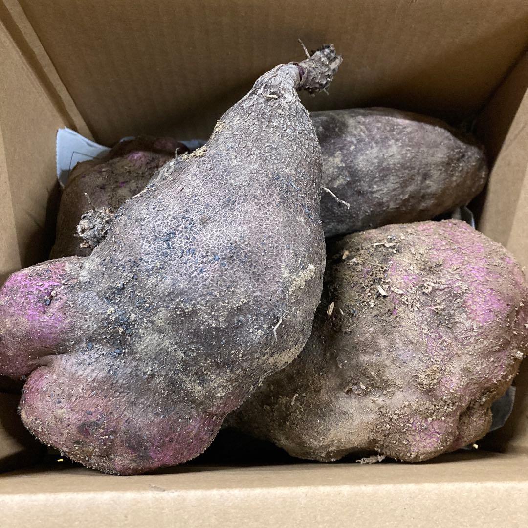 ボンボン紫つくね芋20kg