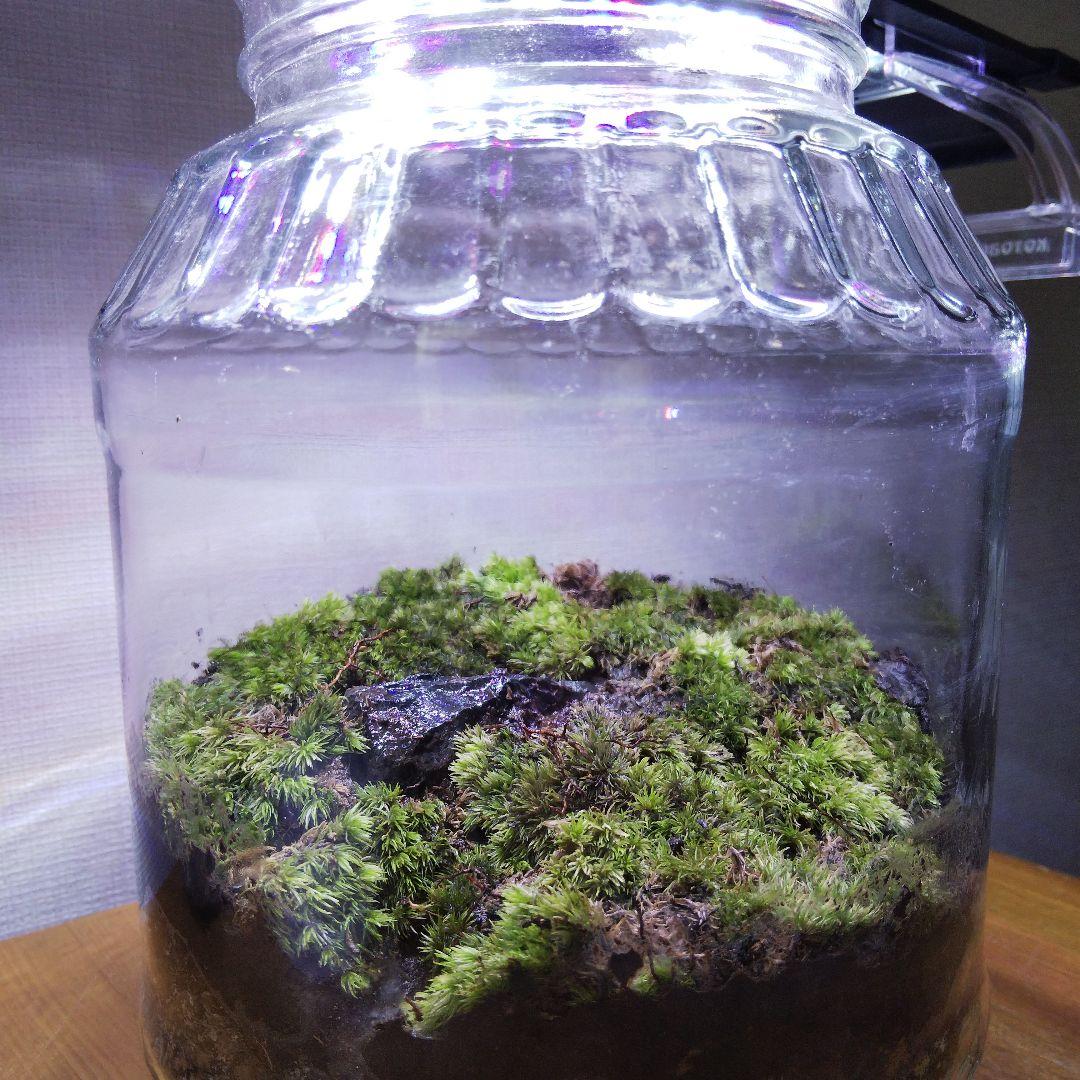 ももたろうページ