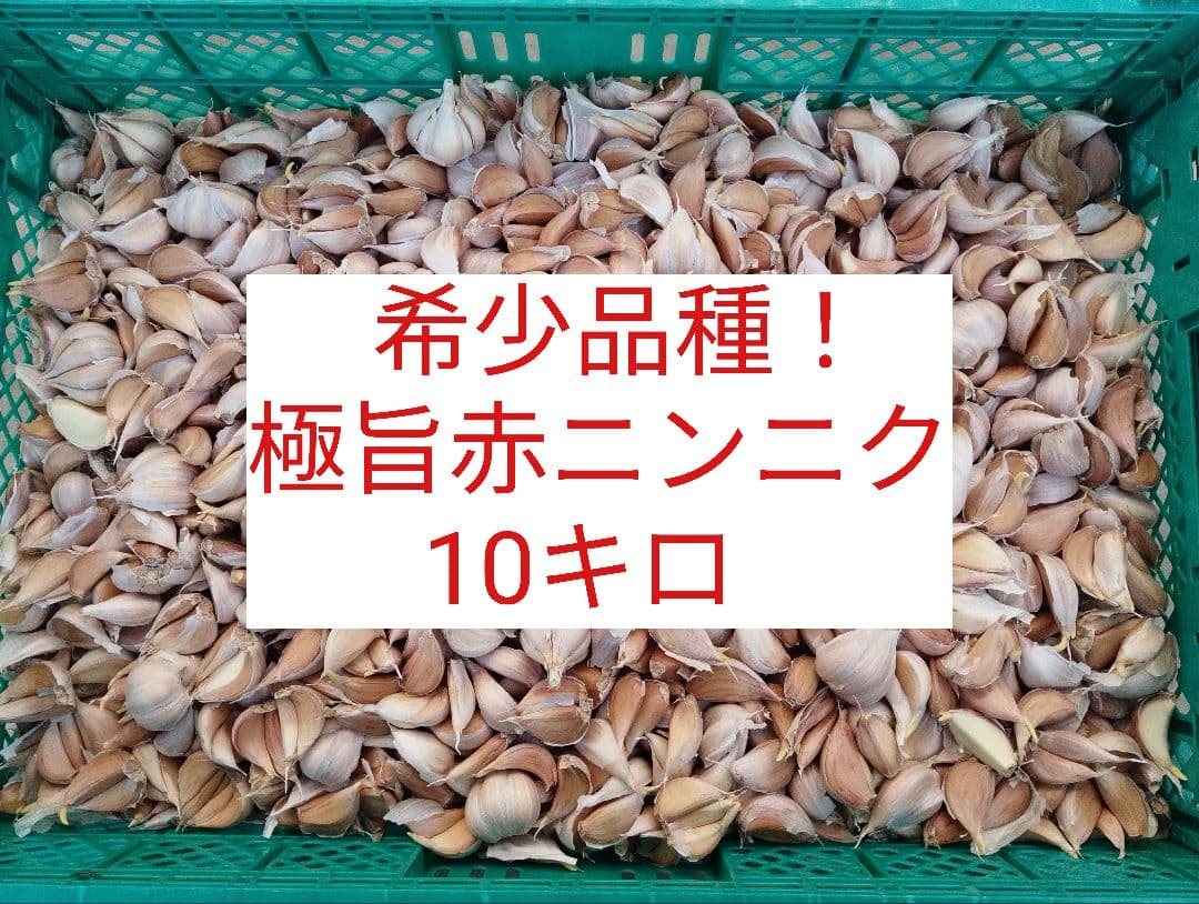 希少 極旨赤 にんにく 珍しい 貴重 レア 珍種 美味 辛い 旨い 入手難 種