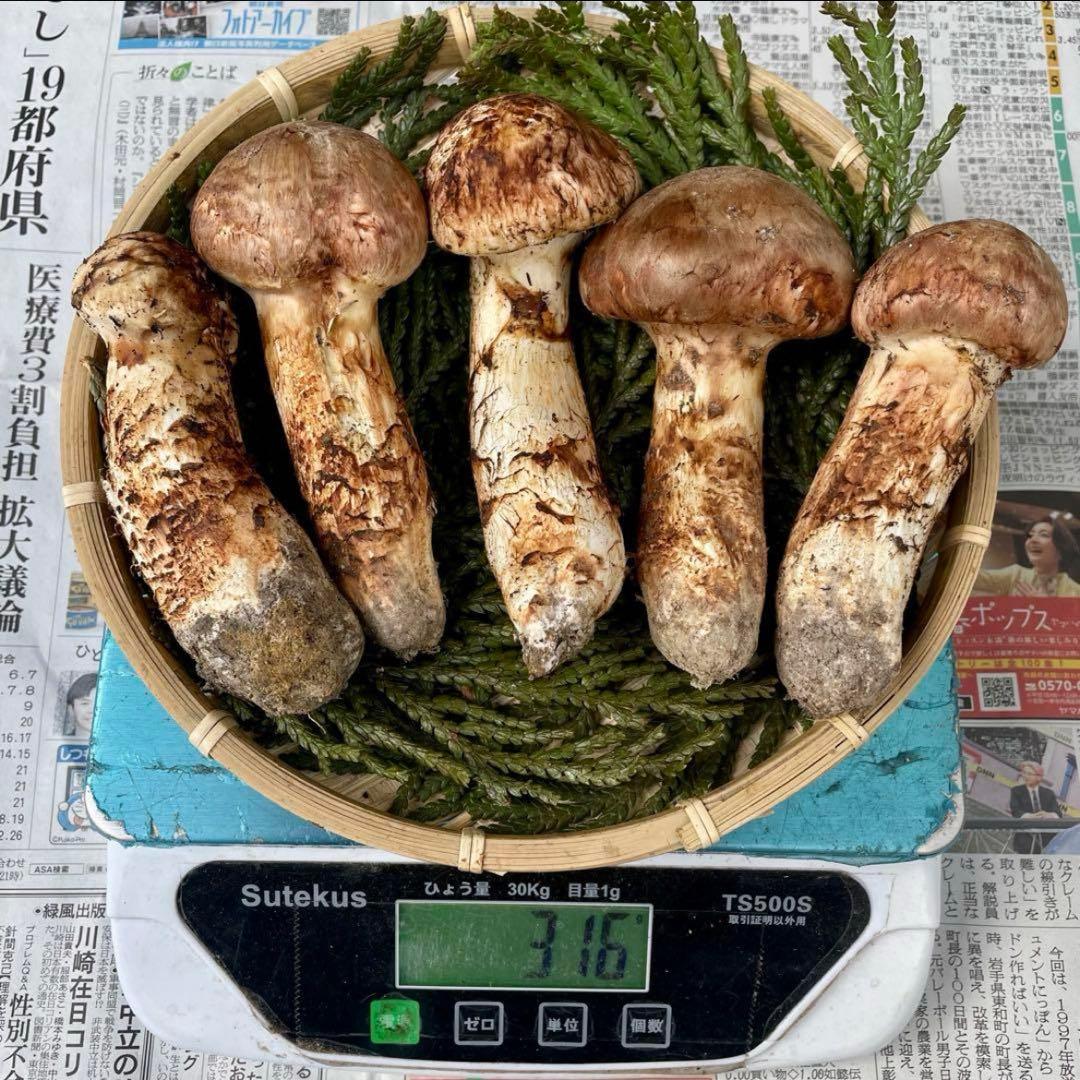 天然きのこ 松茸 国産 良品‼️ マツタケ まつたけ 大自然の凛さん採取その191