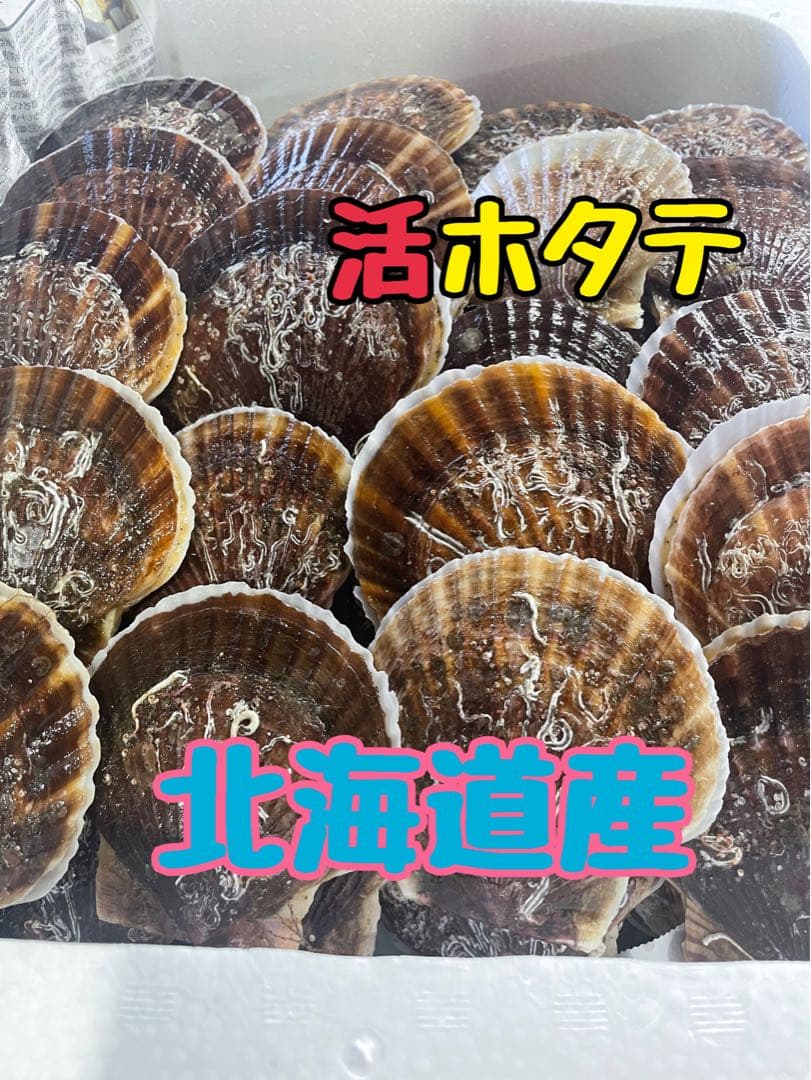 活ホタテ‼️北海道噴火湾産‼️5キロ‼️