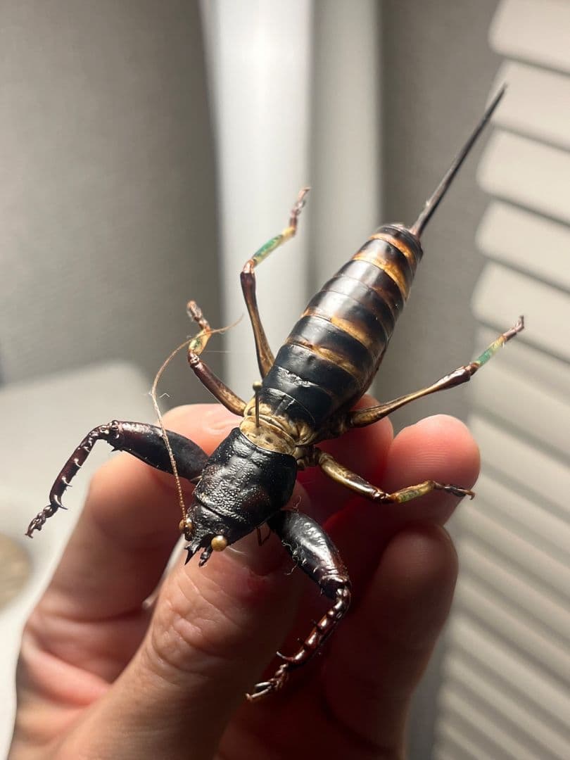 【特大美脚】マッチョキリギリス♀ コロギス リオック