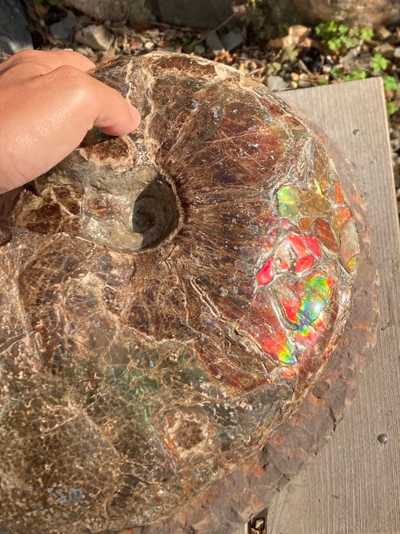 ドラゴンスキンのアンモライト 化石　アンモナイト　恐竜　風水　宝石