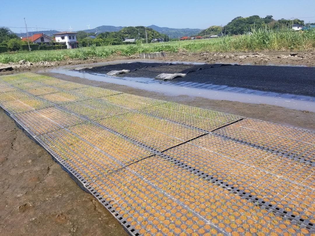 2025年朝日米10kg玄米　たけ爺ブランド米 栽培期間中無化学肥料・無農薬栽培