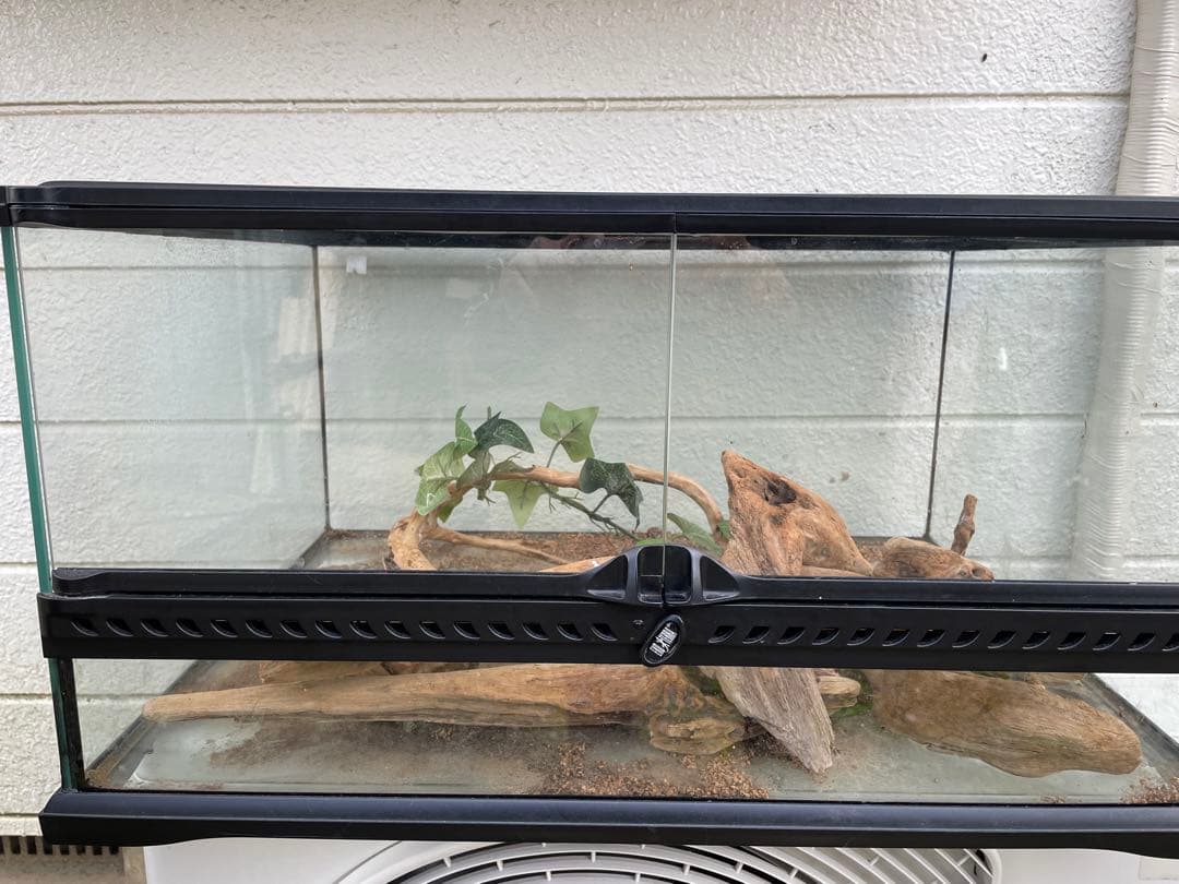 グラステラリュームGEX 60✖️30飼育ケージ 流木・植物付き