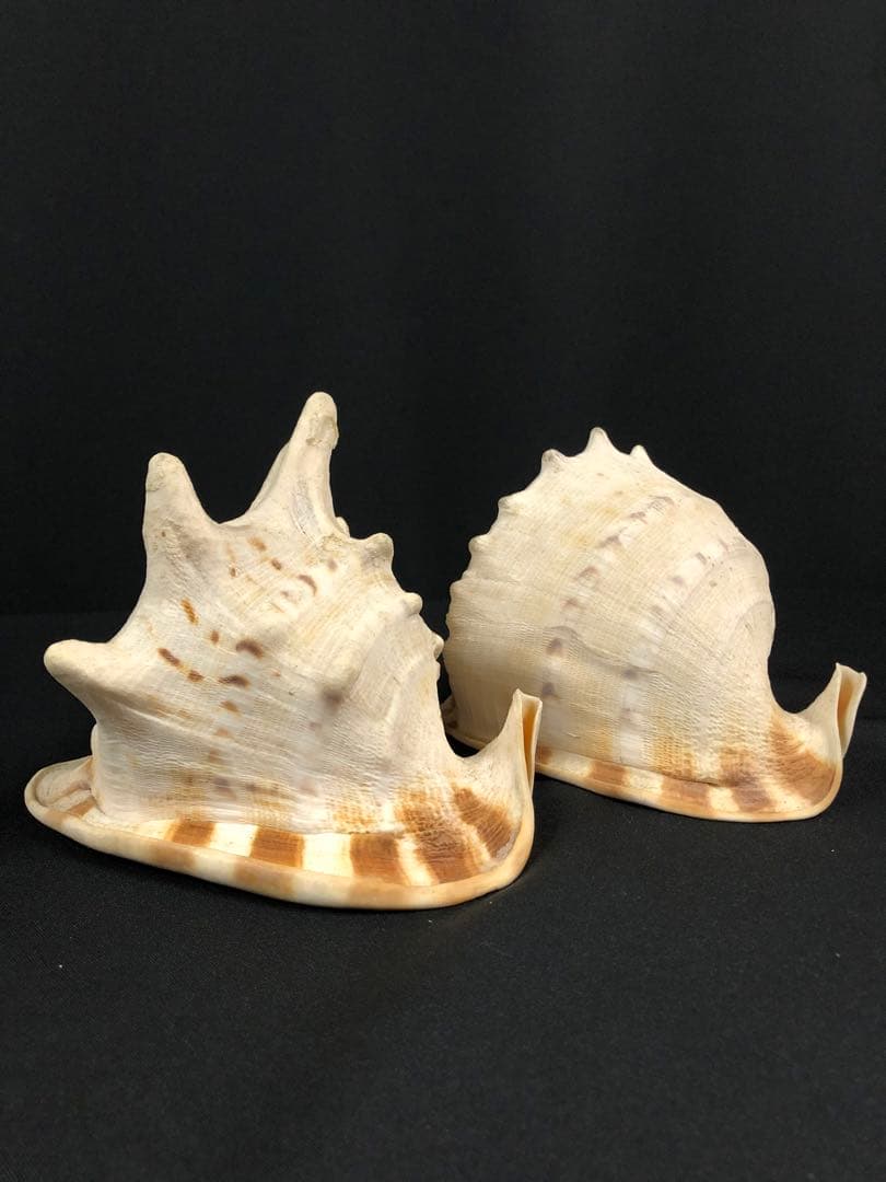 トウカムリガイ＊貝殻＊置物＊インテリア