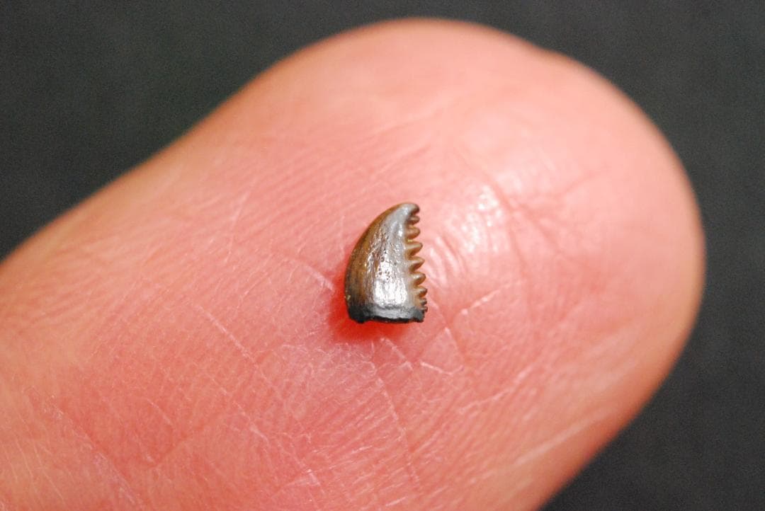 恐竜の歯 [DS196] トロオドン 化石