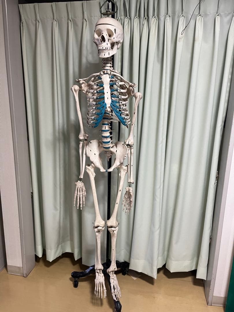 人体骨模型　NOZAKI 160cm 整形外科