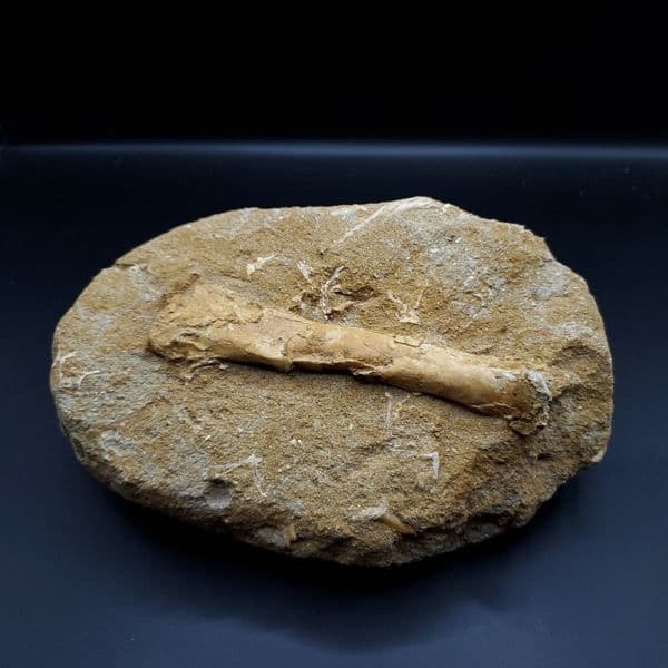 希少 アルシオーネ 骨 化石 本物 モロッコ産 184.67mm yk6