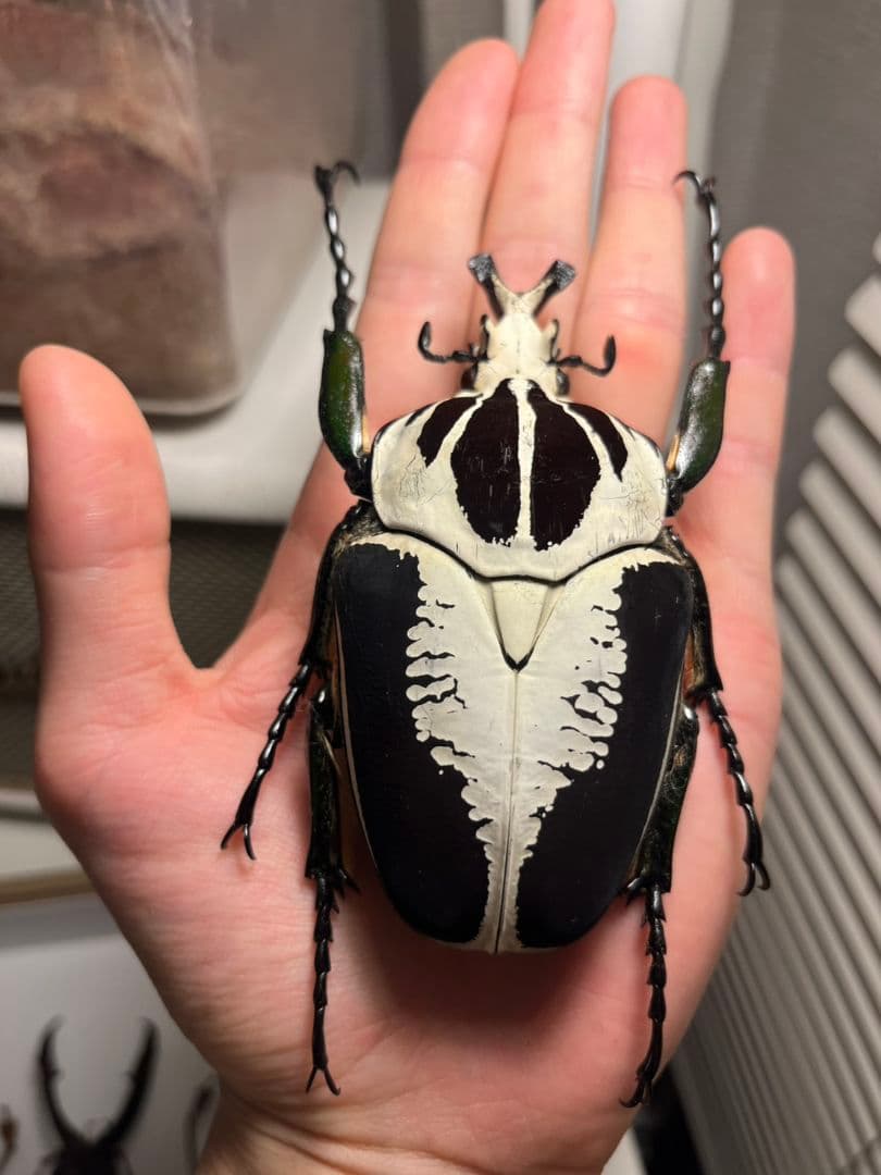 【99mmペア】レギウスゴライアスオオツノハナムグリGoliath regius