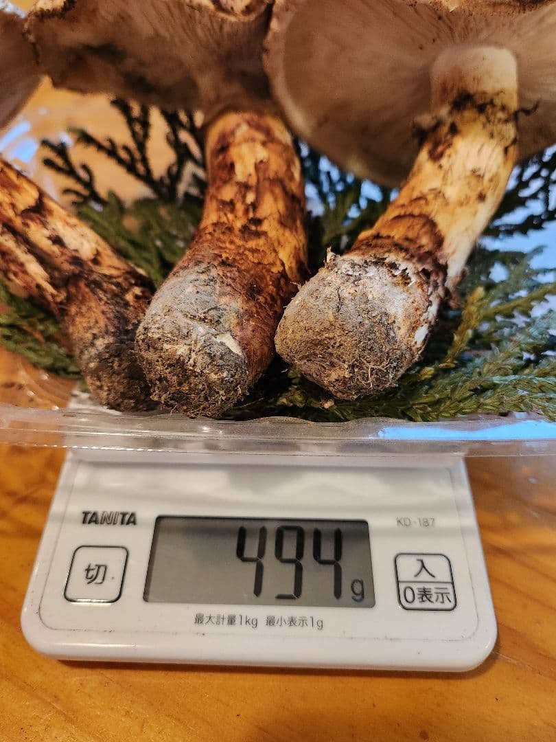 北海道産松茸 訳あり‼️ 494g