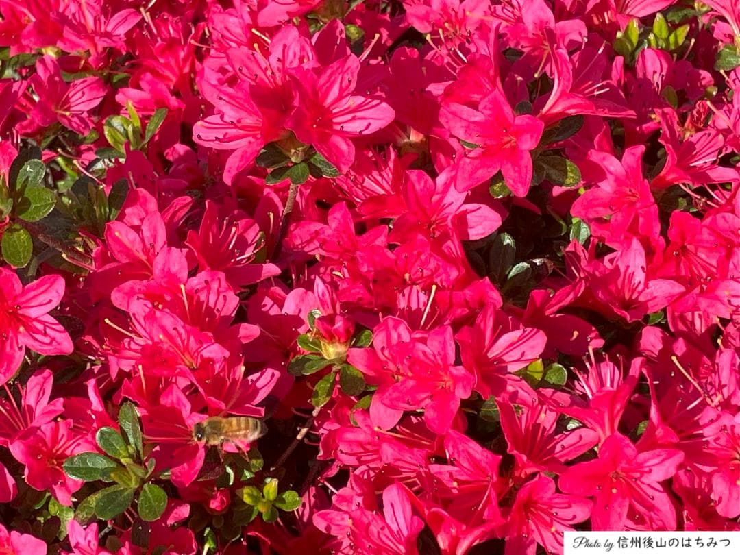 【令7新蜜】百花蜜 1000g 2本 長野県産 国産蜂蜜 生はちみつ 西洋蜜蜂