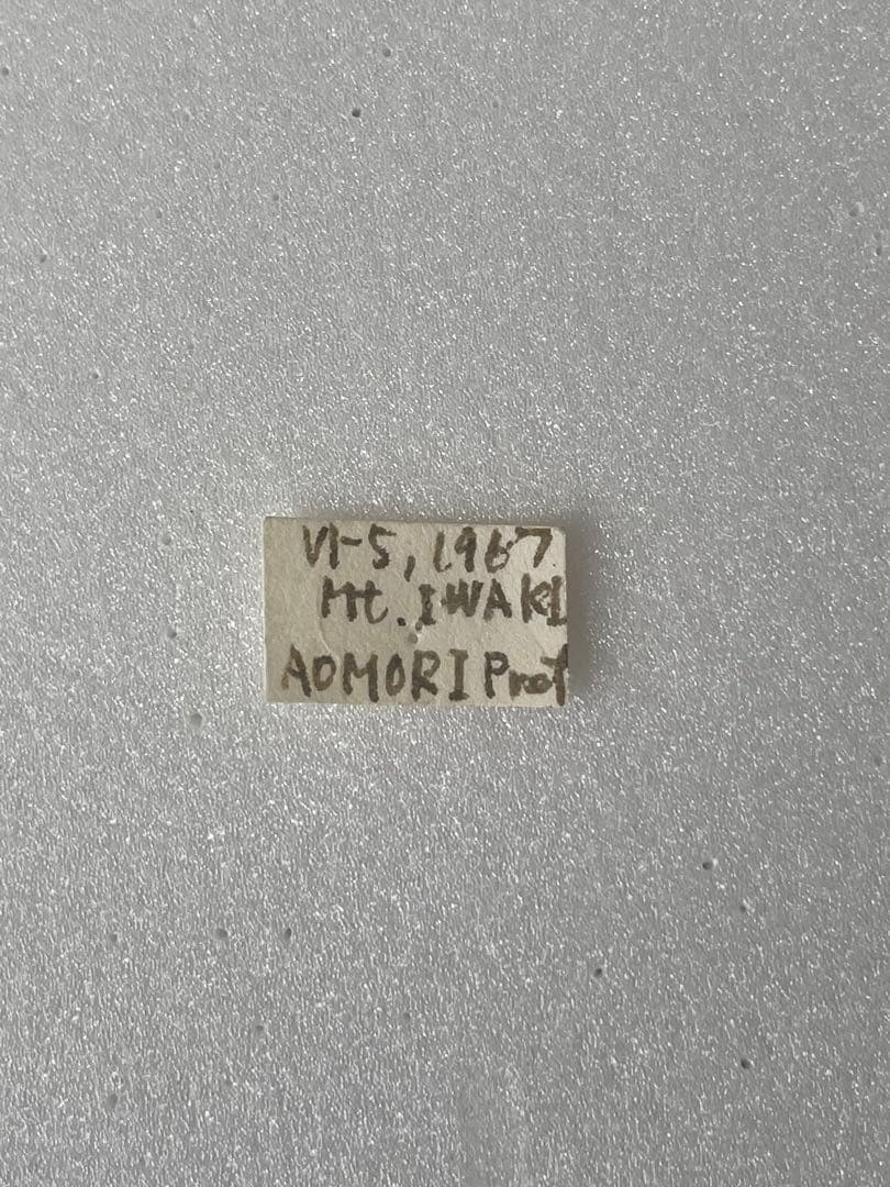 【1967年採集】オオルリシジミ（メス、青森県岩木山嶺）