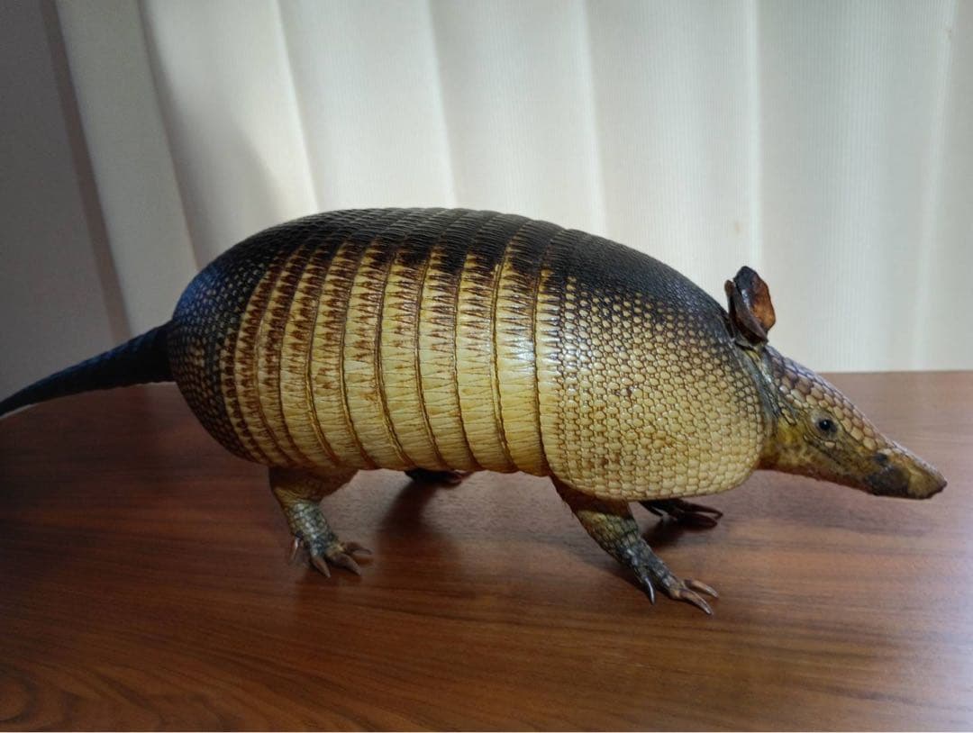 ココノオビアルマジロ　剥製　ワシントン条約 ・日本国内法（種の保存法）対象外