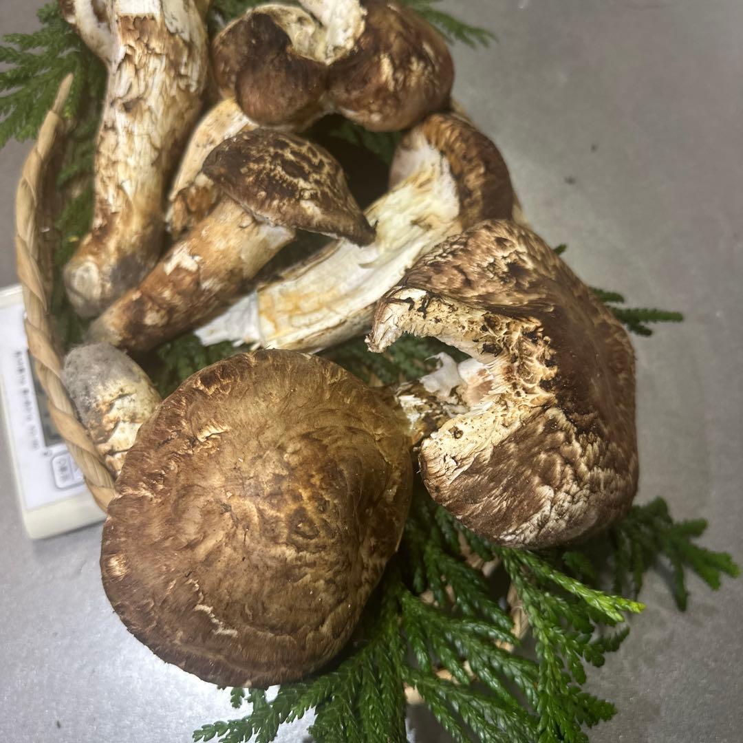 訳あり品‼️国産天然松茸‼️540g‼️
