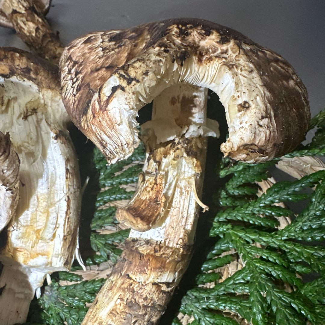訳あり品‼️国産天然松茸‼️540g‼️