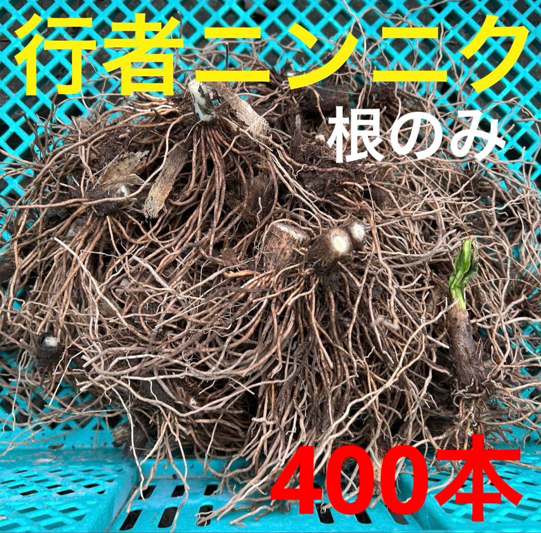 山菜の球根　野菜　行者ニンニク　根のみ　苗　球根　400本