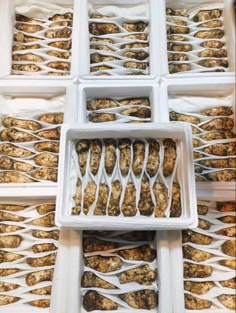 数量限定超特価！！中国雲南省産　新鮮松茸　 つぼみS 約1kg