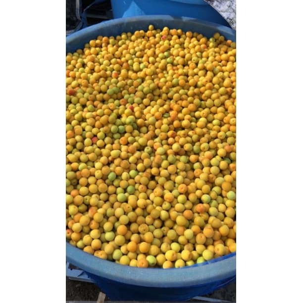 農家直送！紀州南高梅 樽 10kg かわあつ梅 無添加 和歌山 紀州 白梅