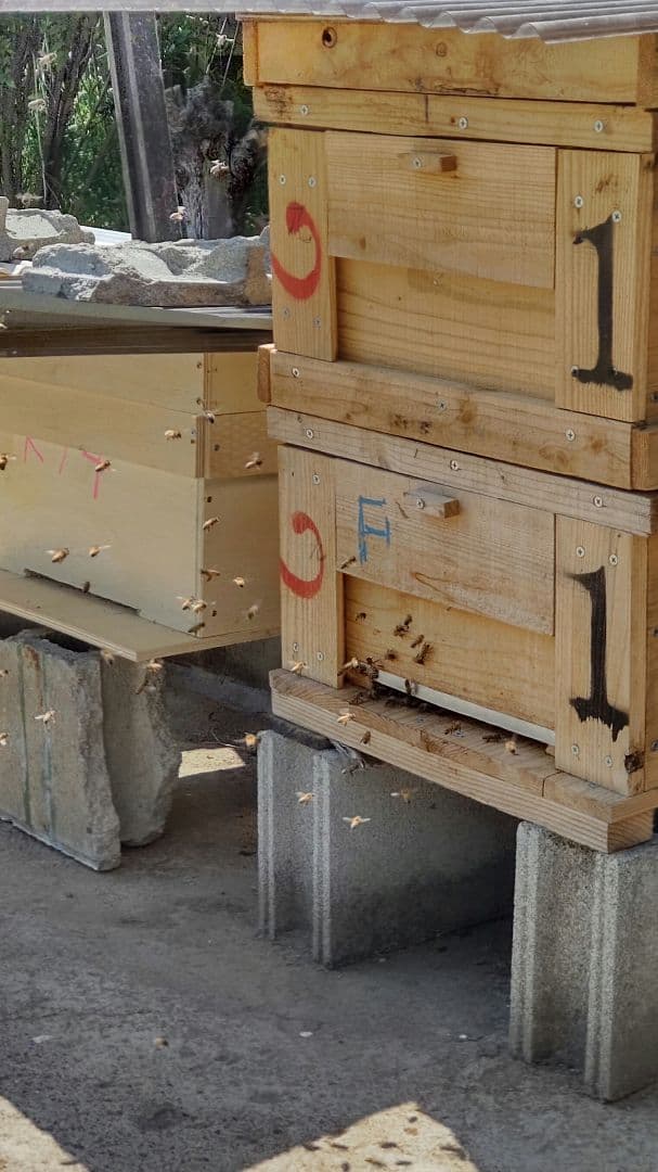 国産レンゲはちみつ