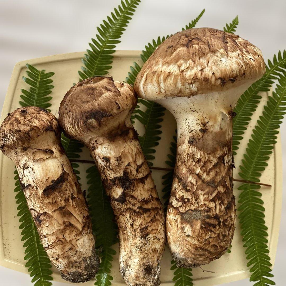 国産蕾松茸１８０g