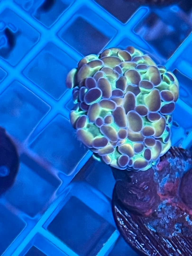 激レア　値下げ！パイナップルベティーズサーフボードセット