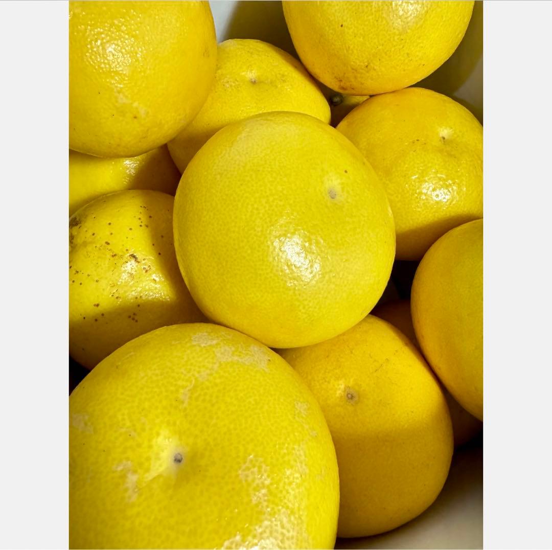 ㉝高知特産 露地栽培 土佐文旦 4L限定 文旦 約20kg 大玉 サイズ