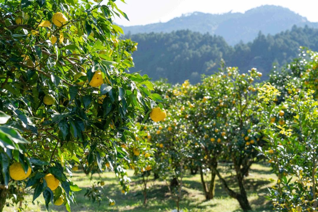 rugosa高知県産本柚子約20kg　農薬：栽培期間中不使用