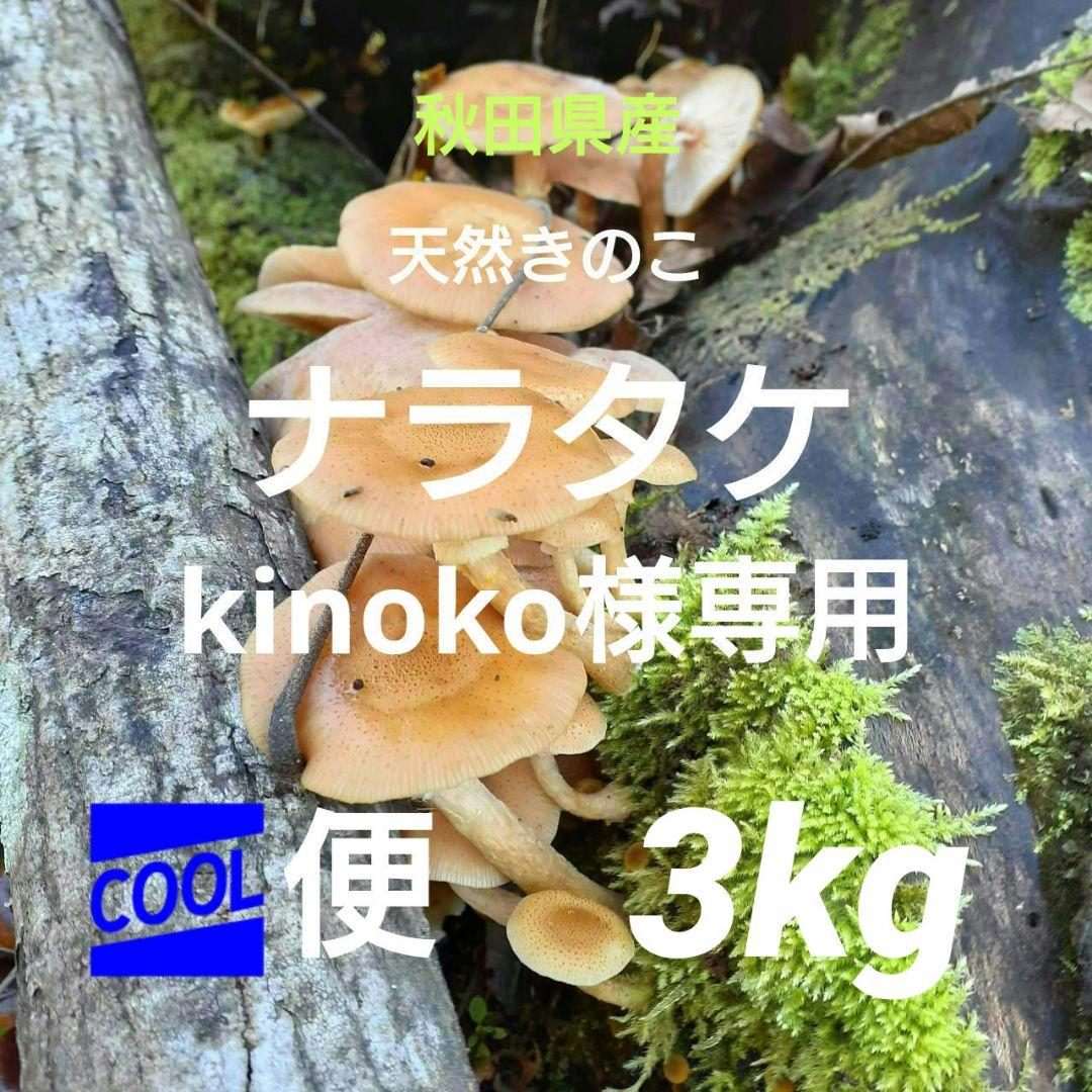 秋田県産 天然きのこ ナラタケ さわもだし もだし 3kg 採れたて