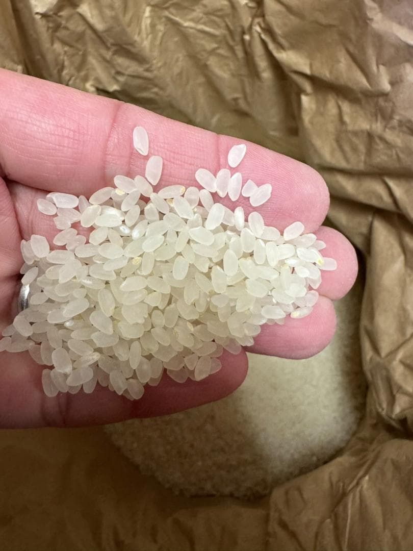 令和7年度産　山口県産（新米）20kg恋の予感　白米/玄米　農家直送　送料無料