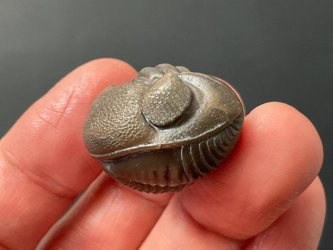 三葉虫 エルドレドゲオプス [PH98] 化石 最高品質