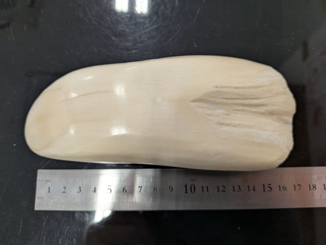 マッコウ鯨歯　本物磨き済み！出ました500グラムアップ