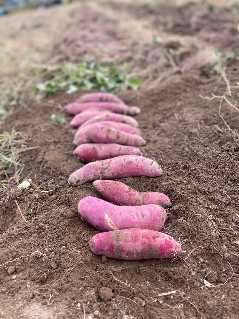 自然栽培さつまいも「紅はるか」１０ｋｇ