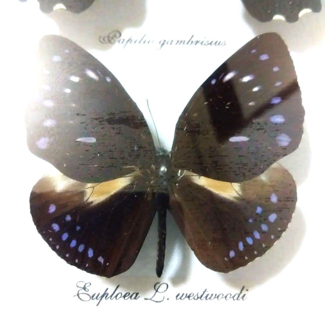 オオルリアゲハ他熱帯性蝶類合計9種類