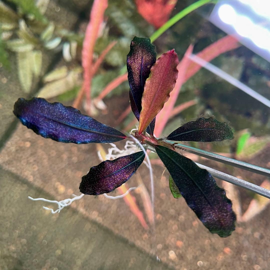 水中葉 ブセファランドラ ゴースト カリマンタン 1株