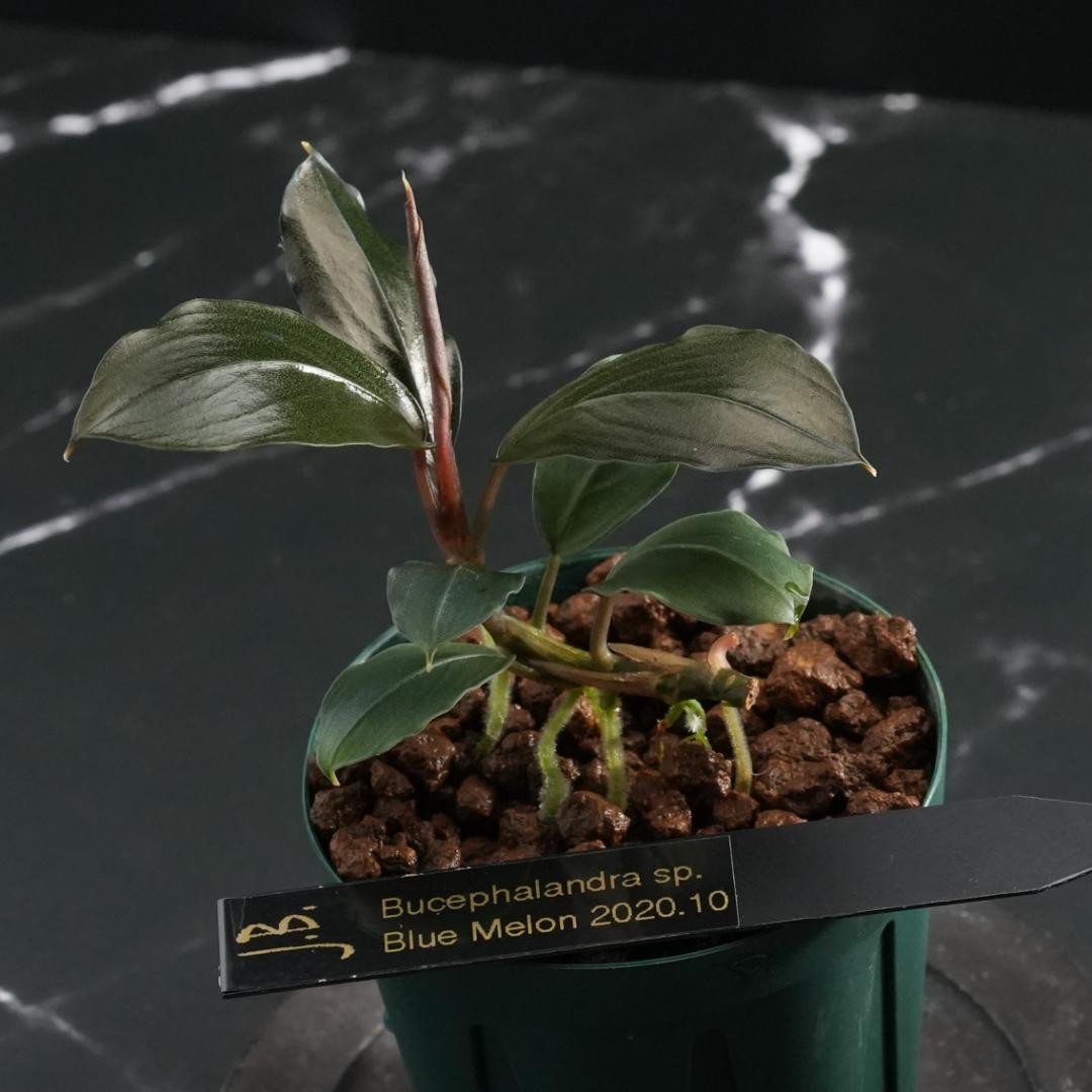 水草 Bucephalandra sp. Blue Melon 2020,10
