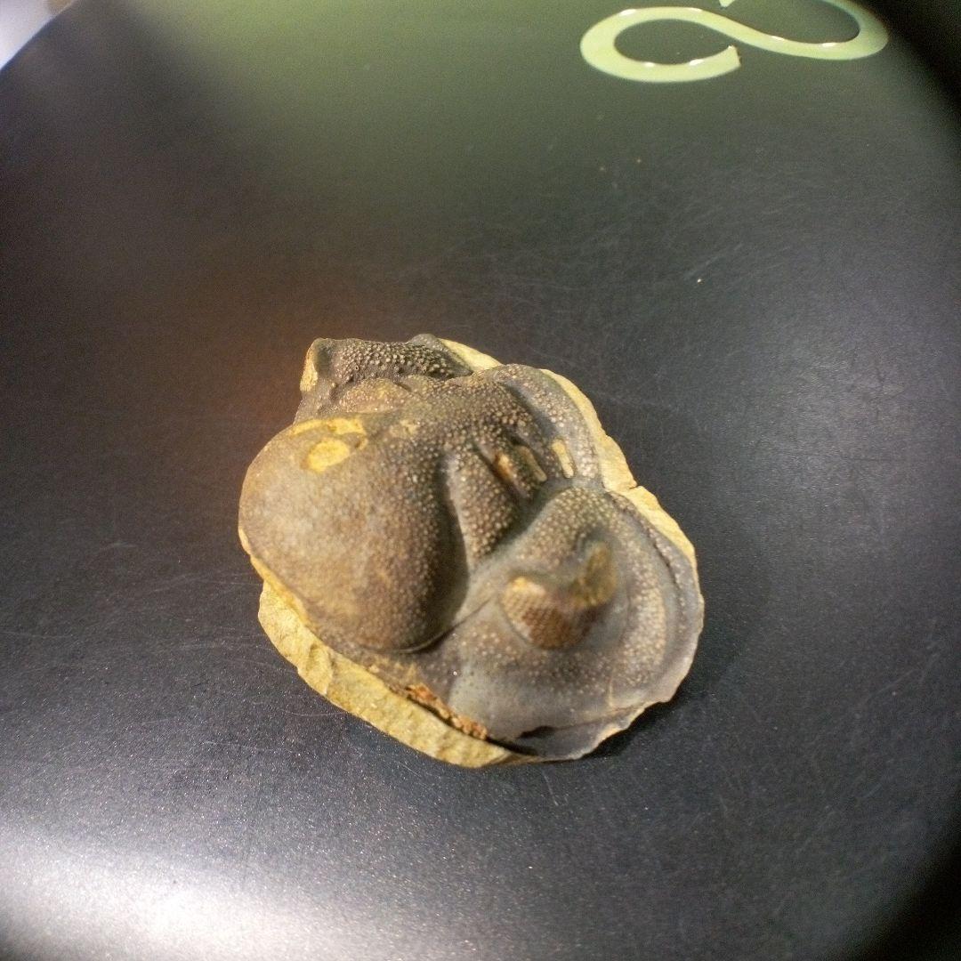 三葉虫　化石　fossil　ボリビア　trilobite　海生動物　三葉虫識別⑤