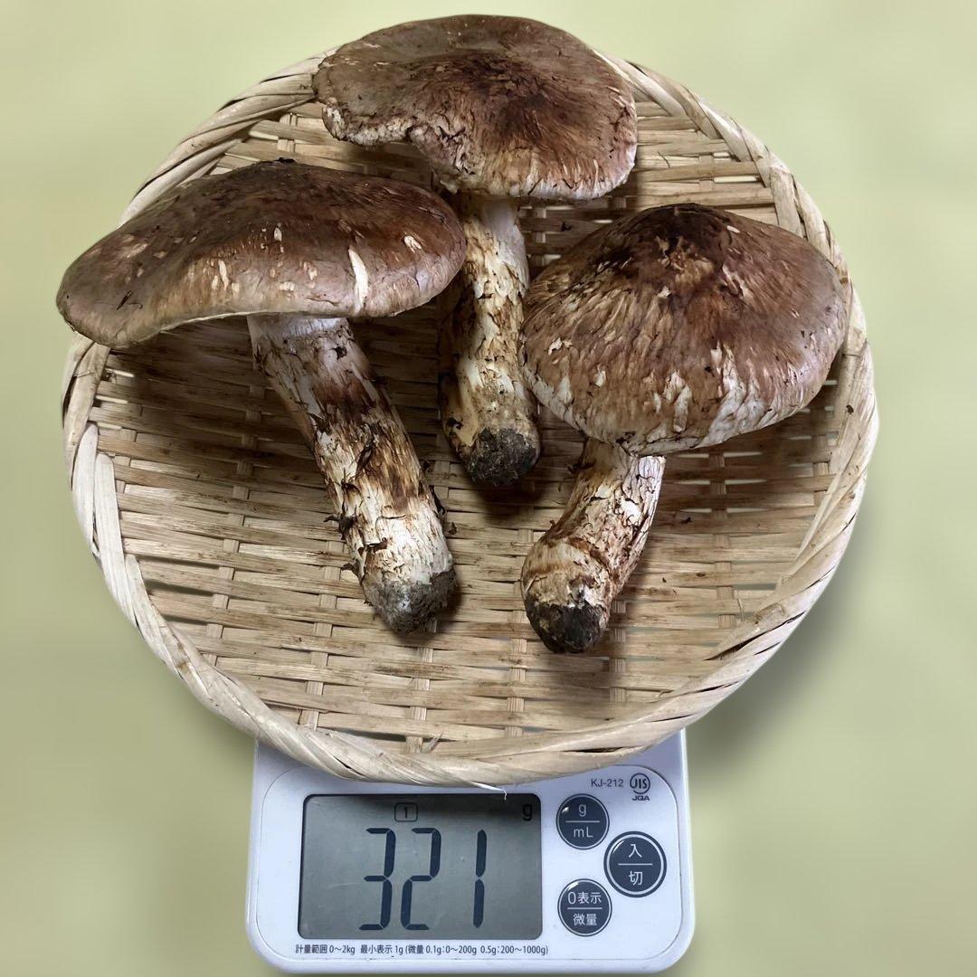 岩手県産松茸　開き　321g