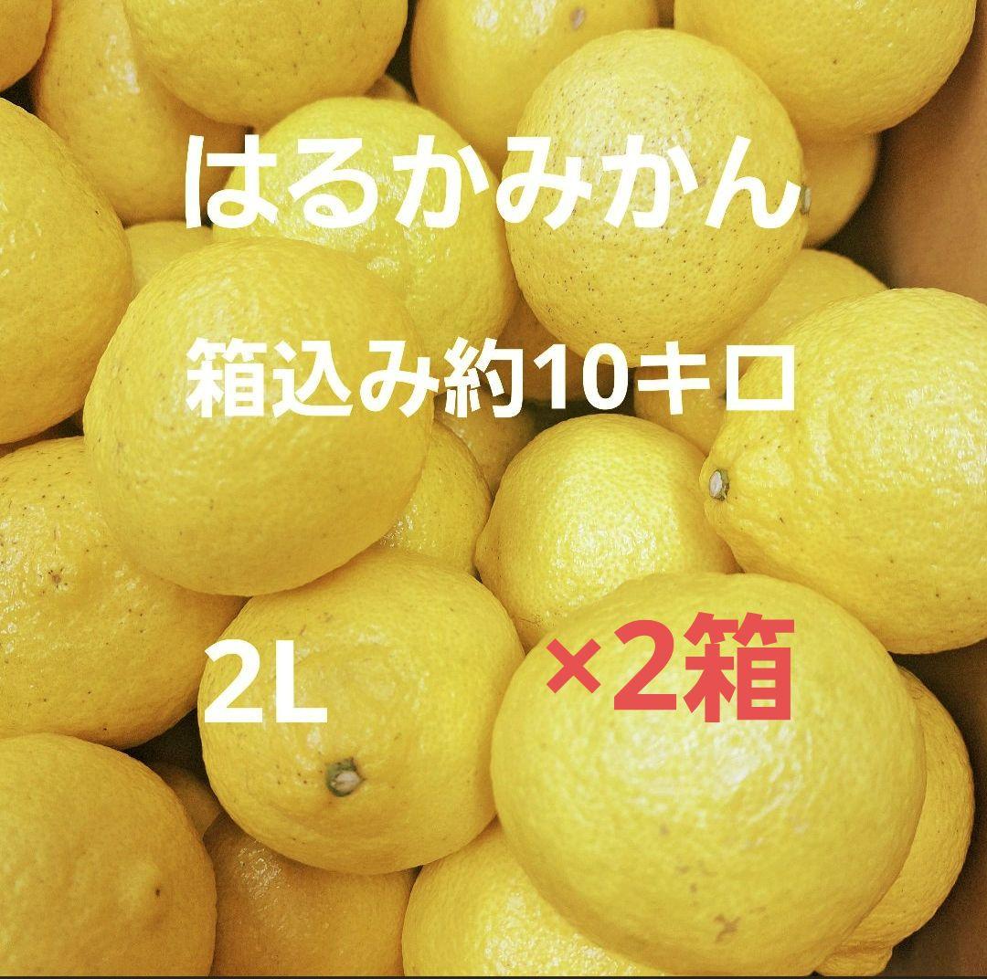 はるかみかん 2L 10キロ　長崎県産×2箱