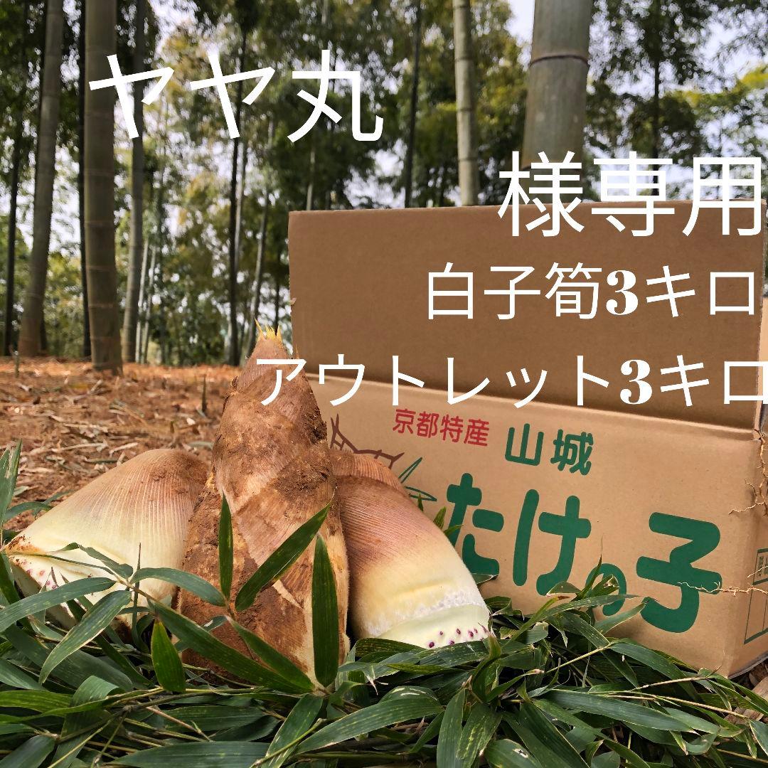 やや丸 白子筍 3キロアウトレット4 キロ