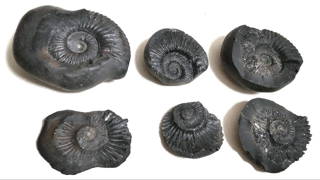 【美品】アンモナイト　3セット