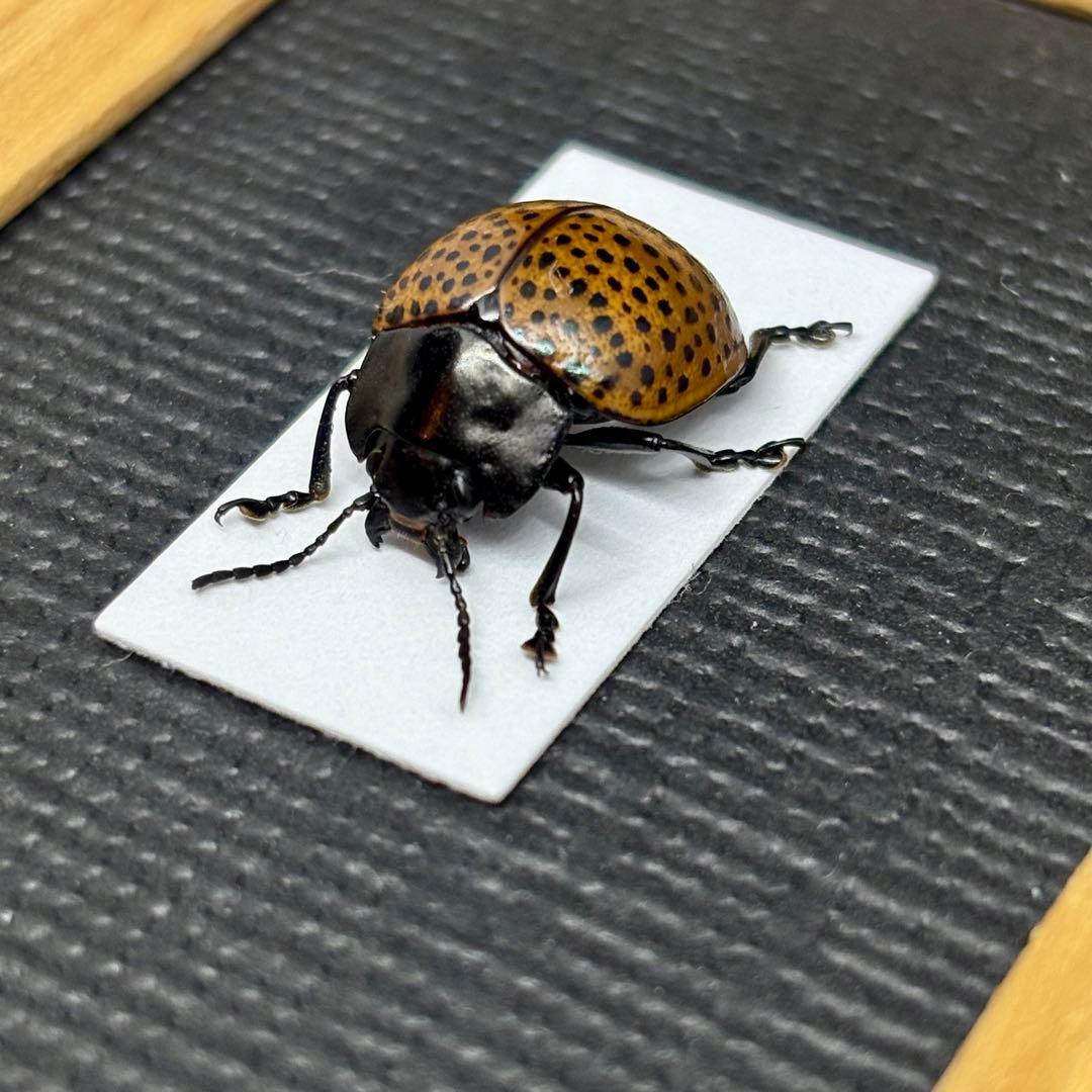 草間彌生模様の大きなハムシ【標本】